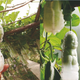 Illustration for article titled Chairman Mao-Shaped Fruit Are Being Grown in China